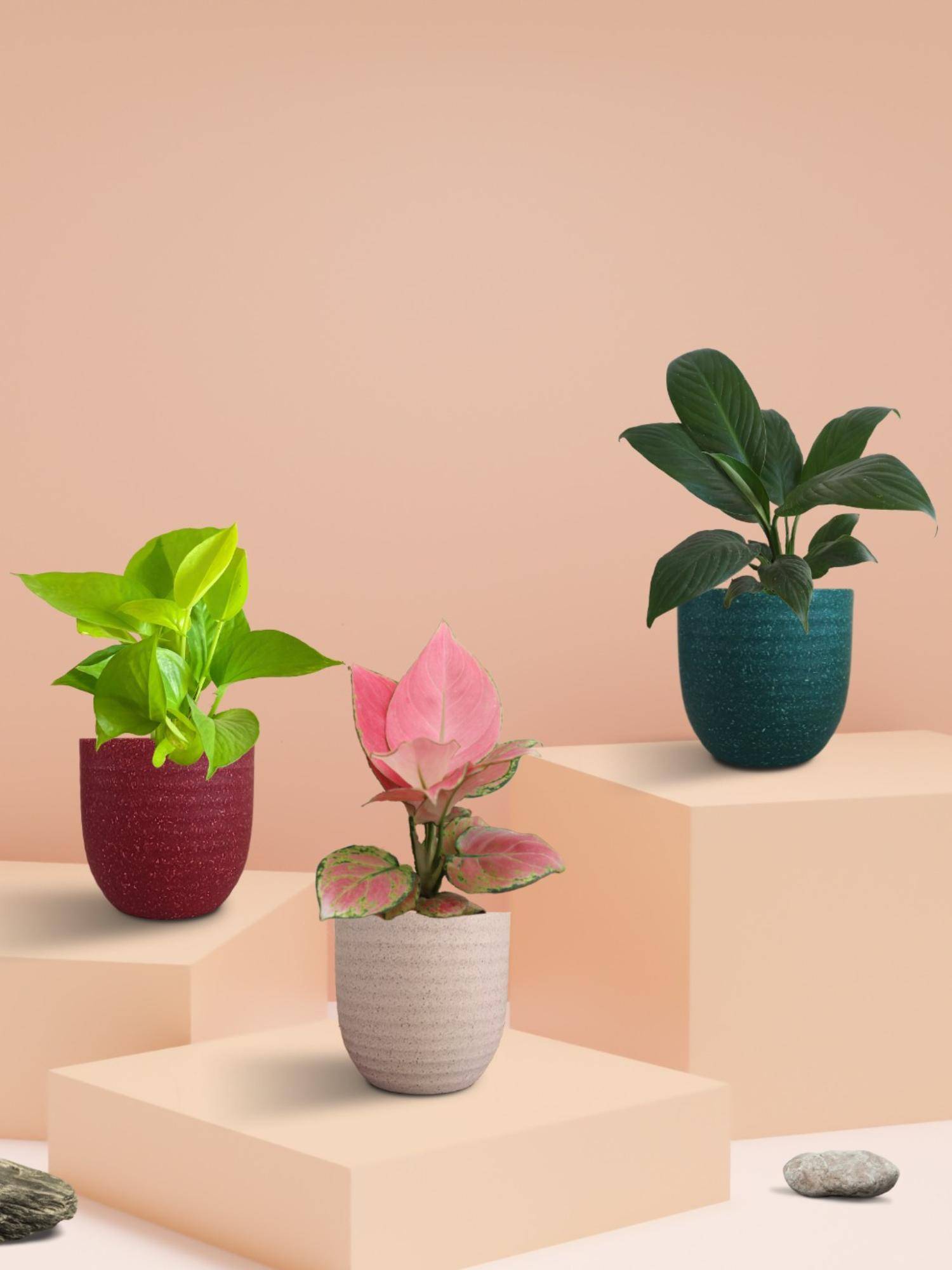 Greenkin Better Sleep Bedroom Plants (Pack of 3)