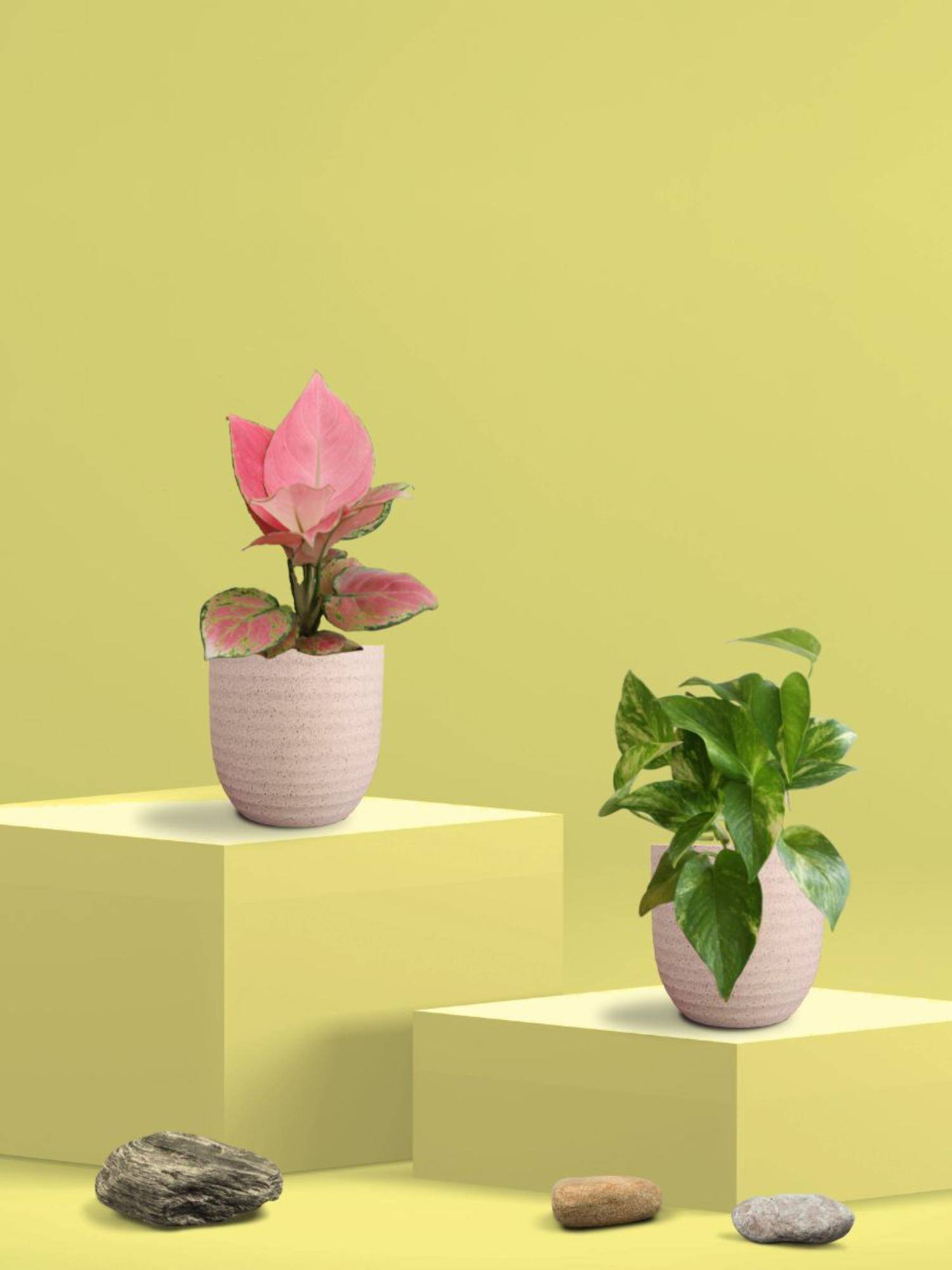 Greenkin Gold King Plant & Aglaonema Plant in Eco Pot (Pack of 2)