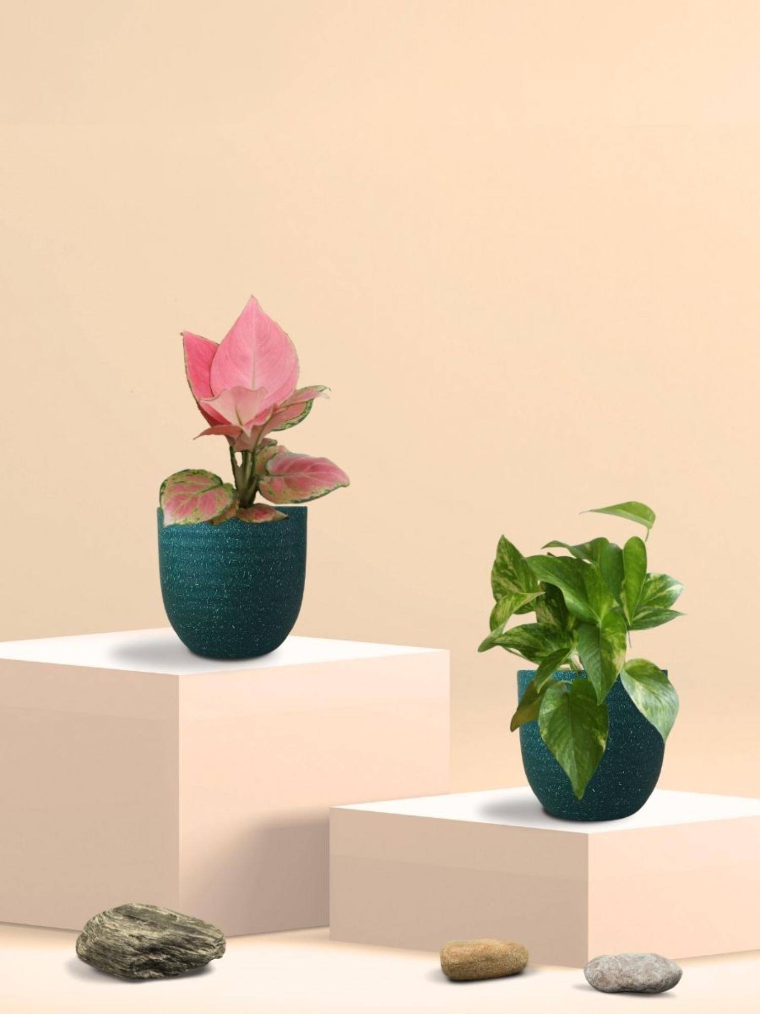 Greenkin Gold King Plant & Aglaonema Plant in Eco Pot (Pack of 2)