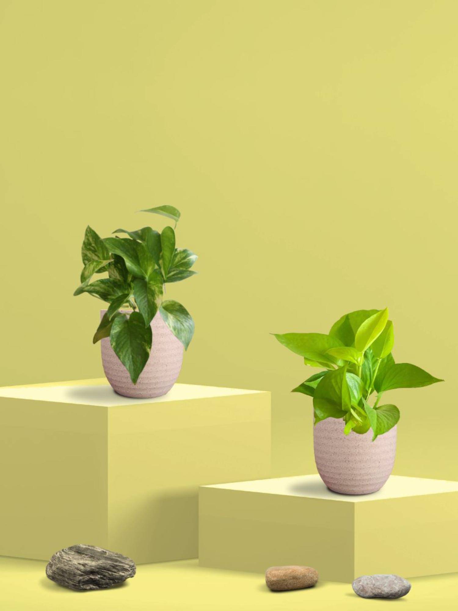 Greenkin Golden & Gold King Money Plant in Eco Pot (Pack of 2)