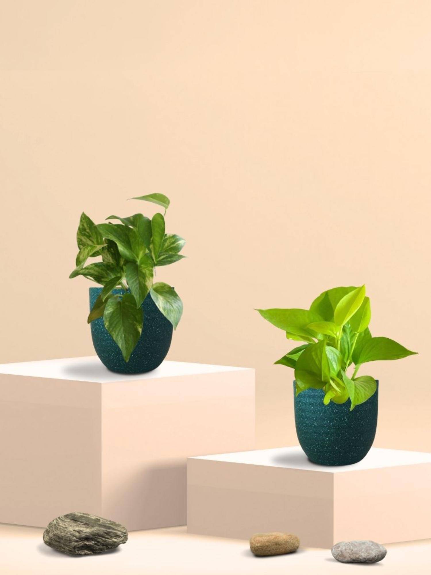 Greenkin Golden & Gold King Money Plant in Eco Pot (Pack of 2)
