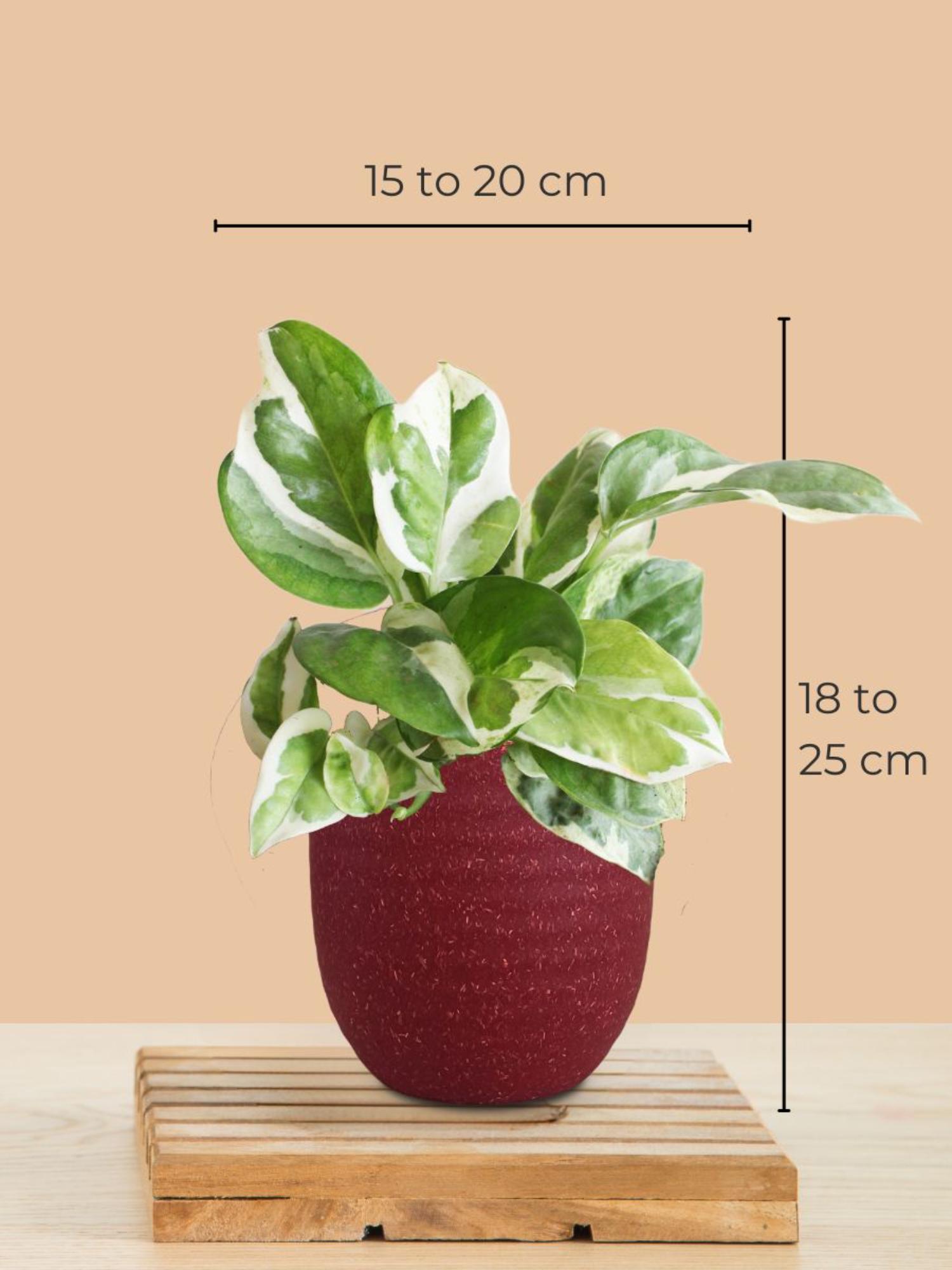 product image4
