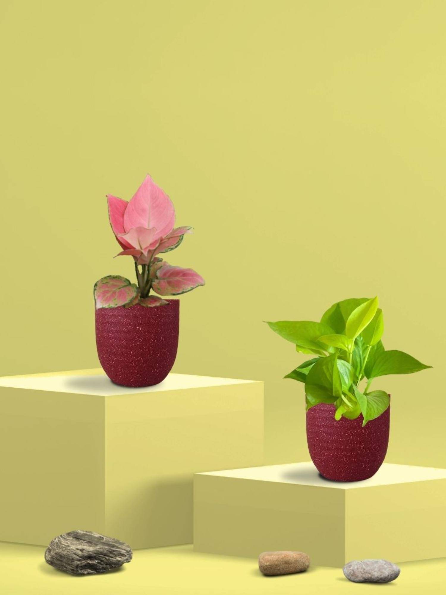Greenkin Golden Money Plant & Pink Plant in Eco Pot (Pack of 2)