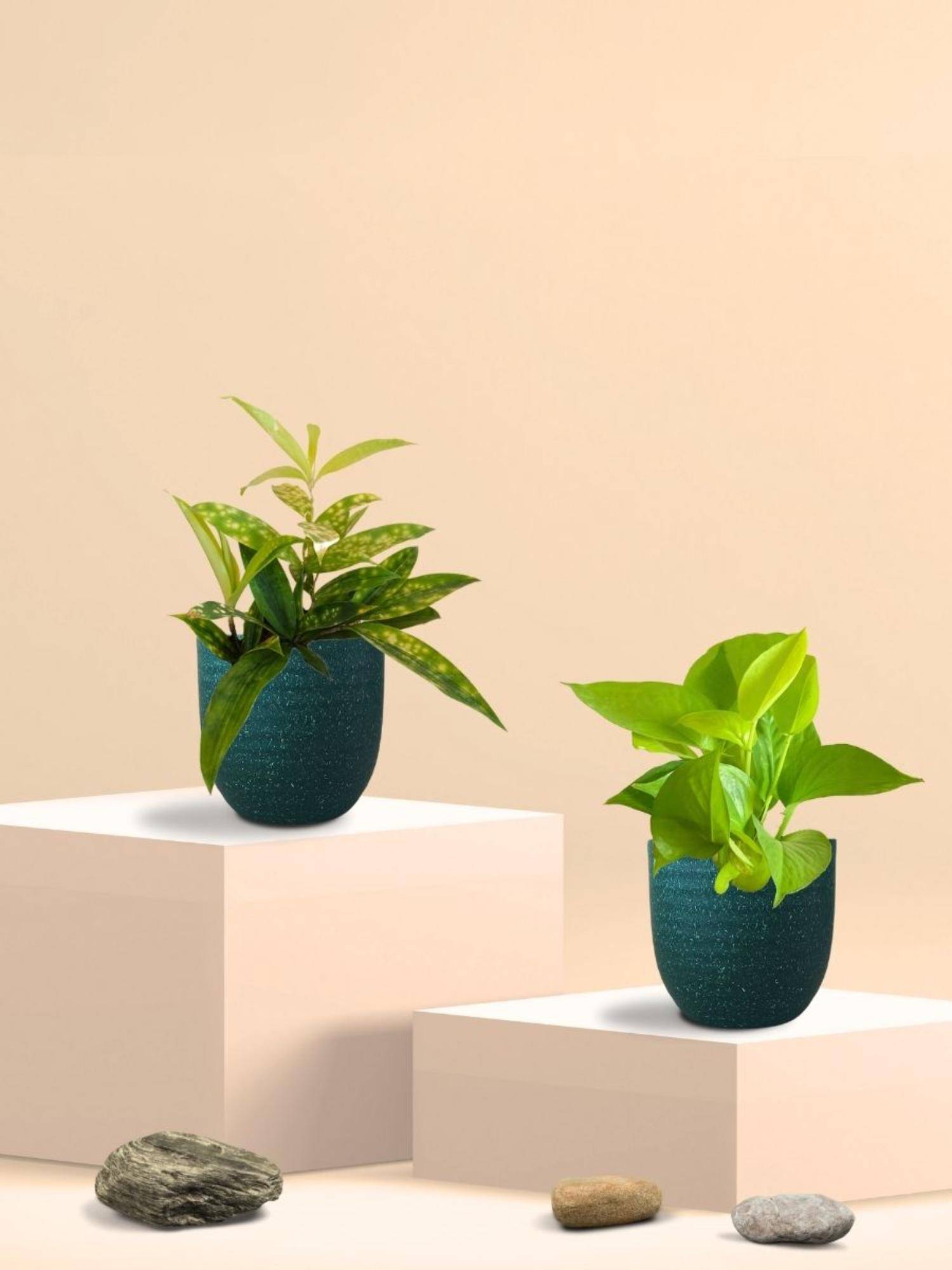 Greenkin Golden Money Plant & Bamboo Gold Plant in Eco Pot (Pack of 2)