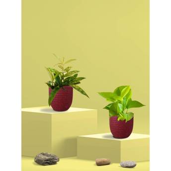 product-image-lens