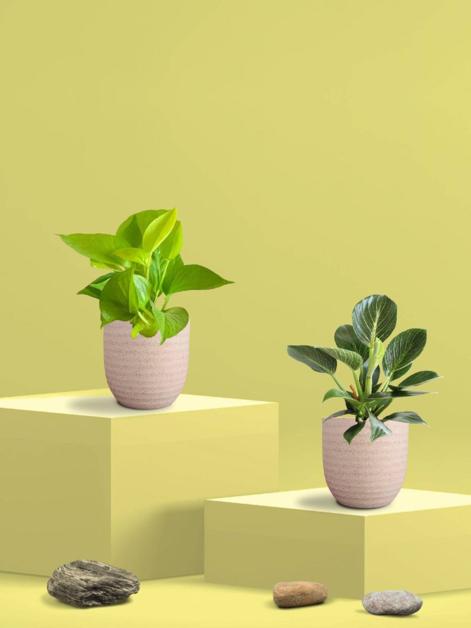 Greenkin Golden Money Plant & Birkin Plant in Eco Pot (Pack of 2)