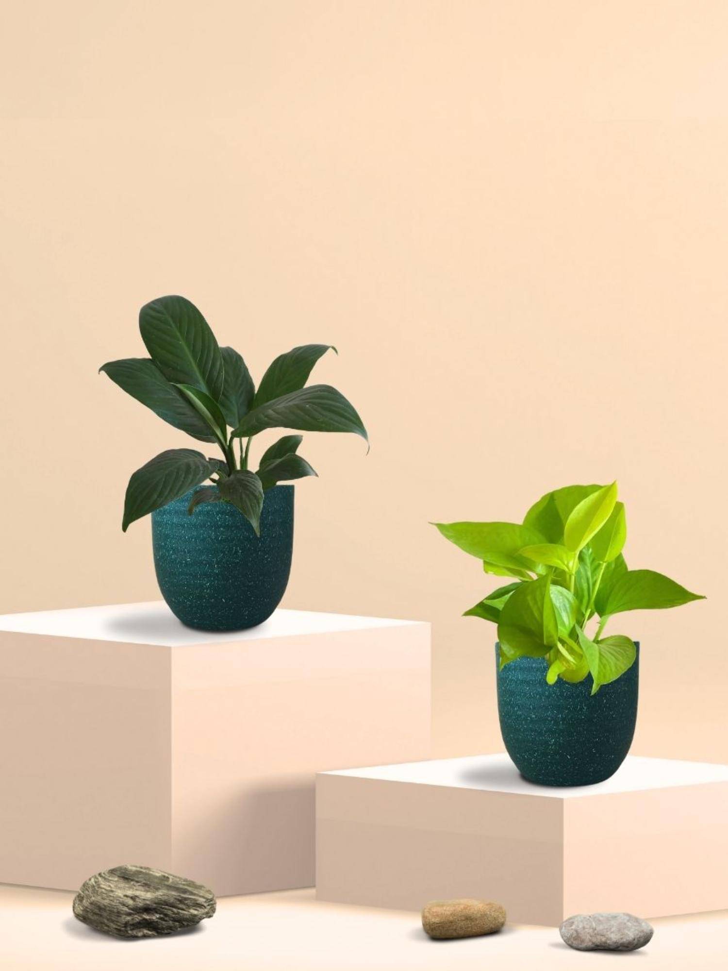 Greenkin Golden Money Plant & Peace Lily Plant in Eco Pot (Pack of 2)