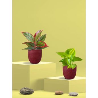 product-image-lens