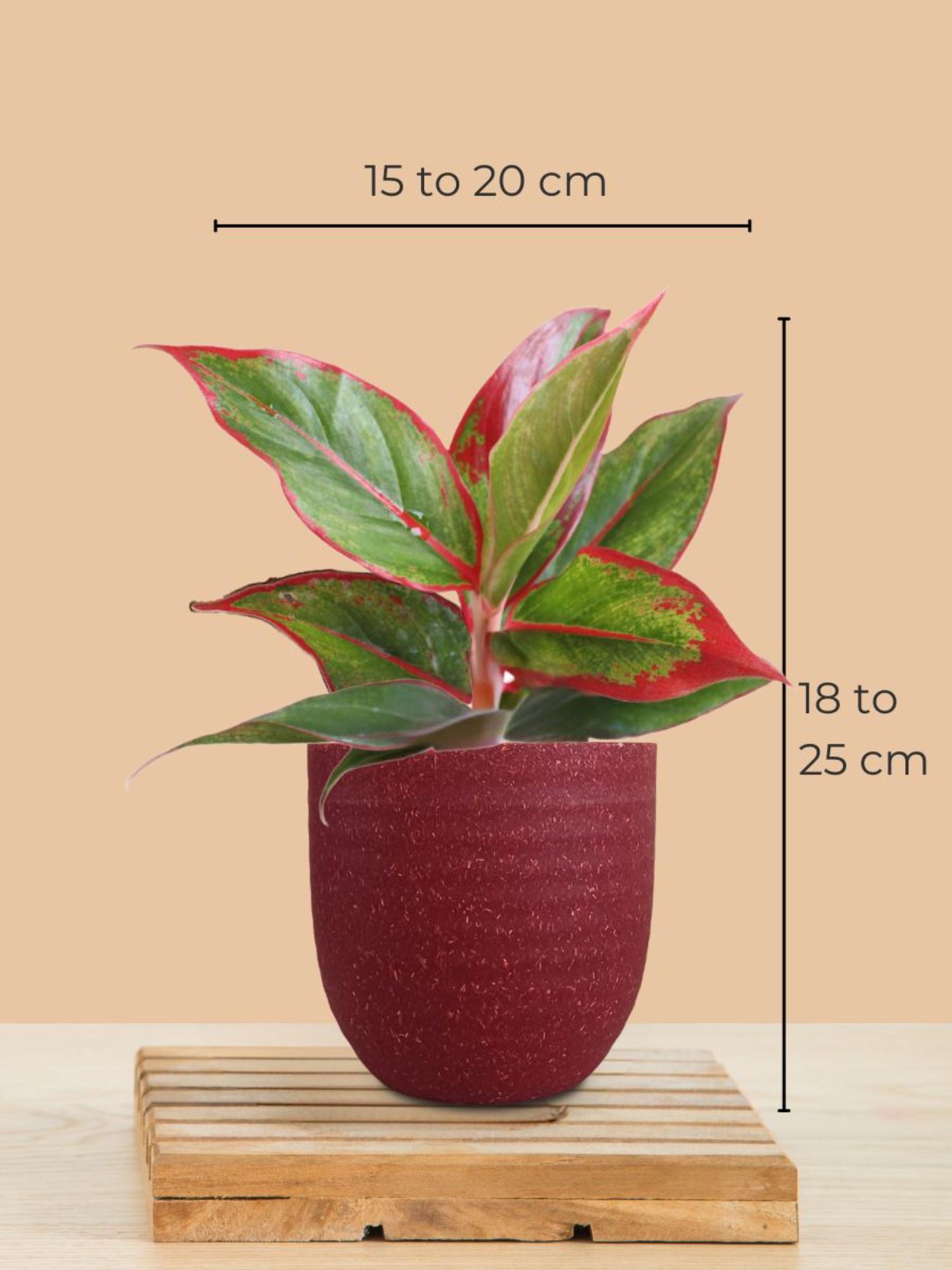 product image3