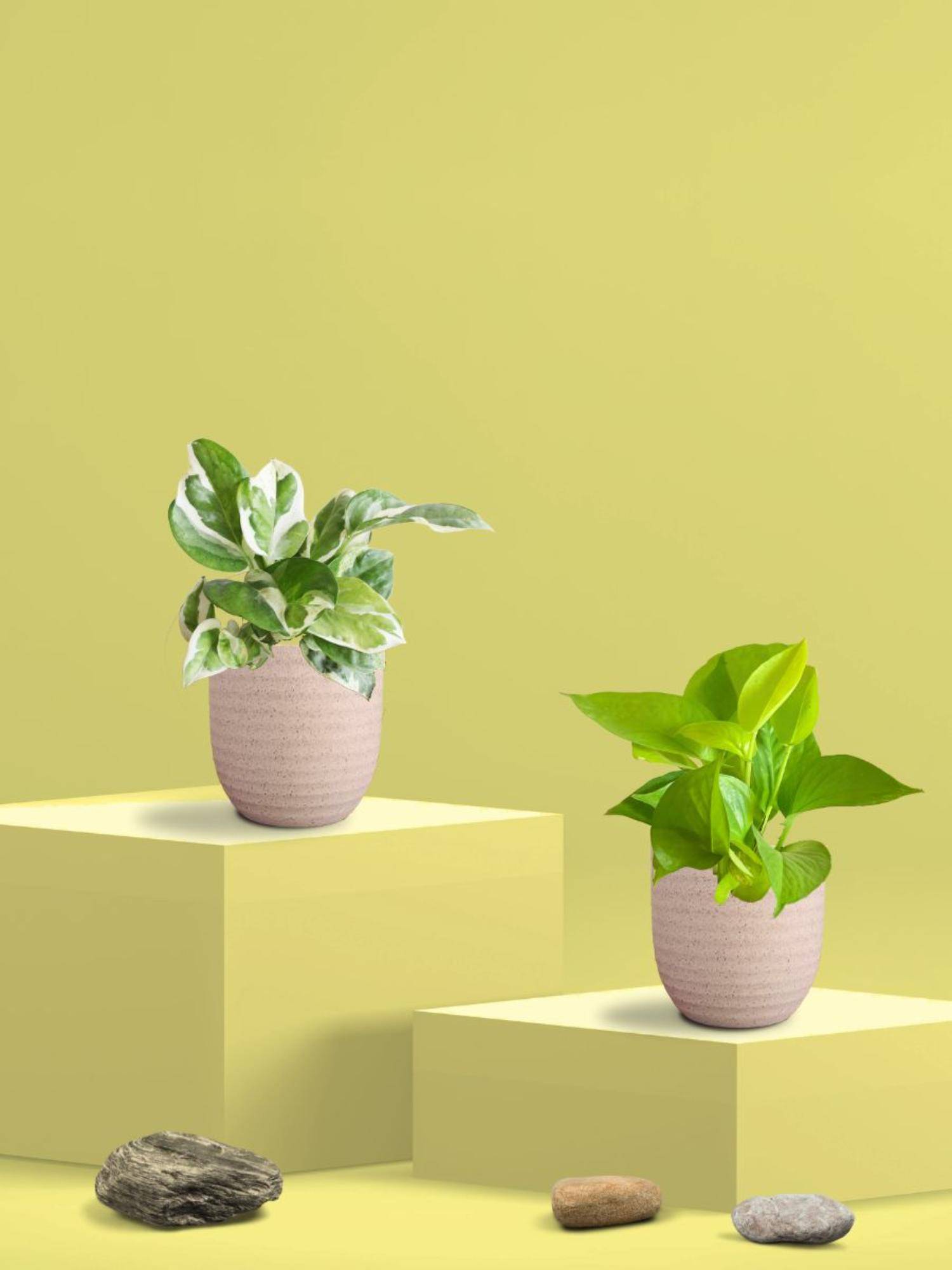 Greenkin Golden & Njoy Money Plant in Eco Pot (Pack of 2)