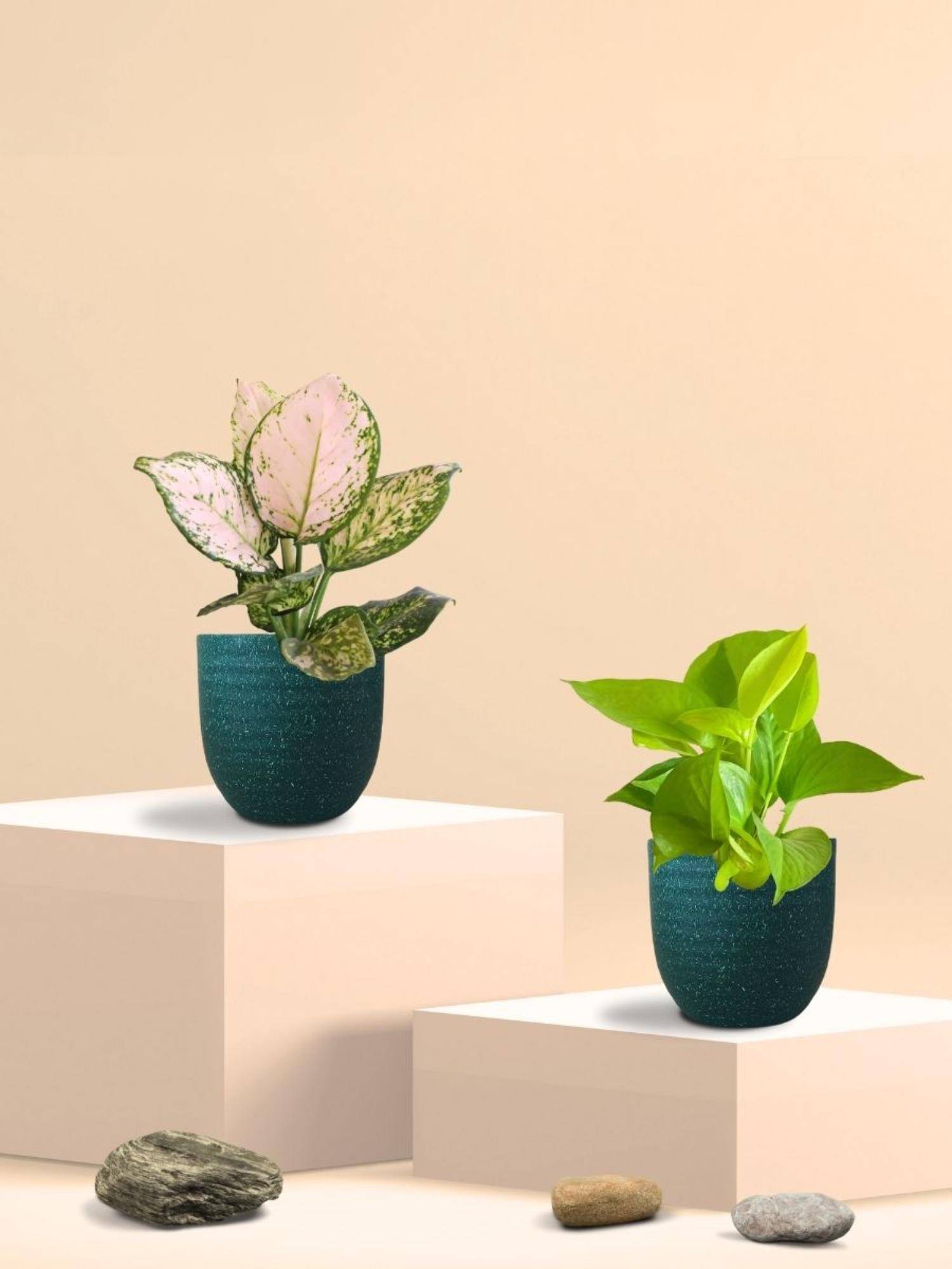 Greenkin Golden Money Plant & Aglaonema Plant in Eco Pot (Pack of 2)