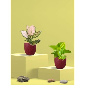 product-image-lens