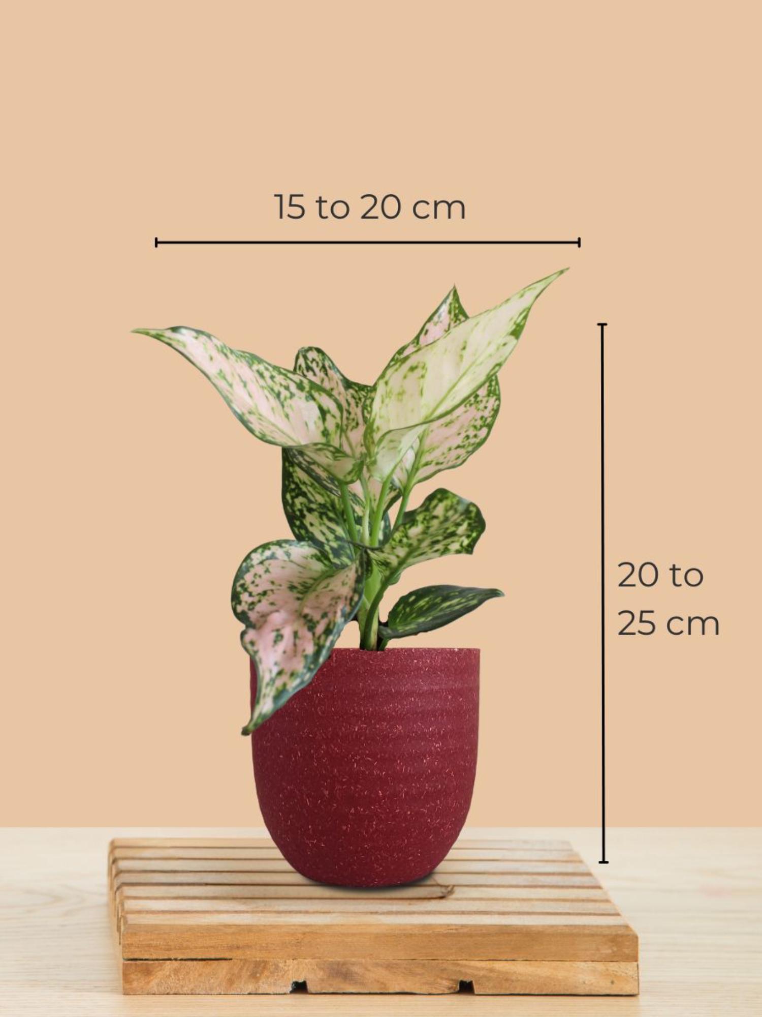product image3