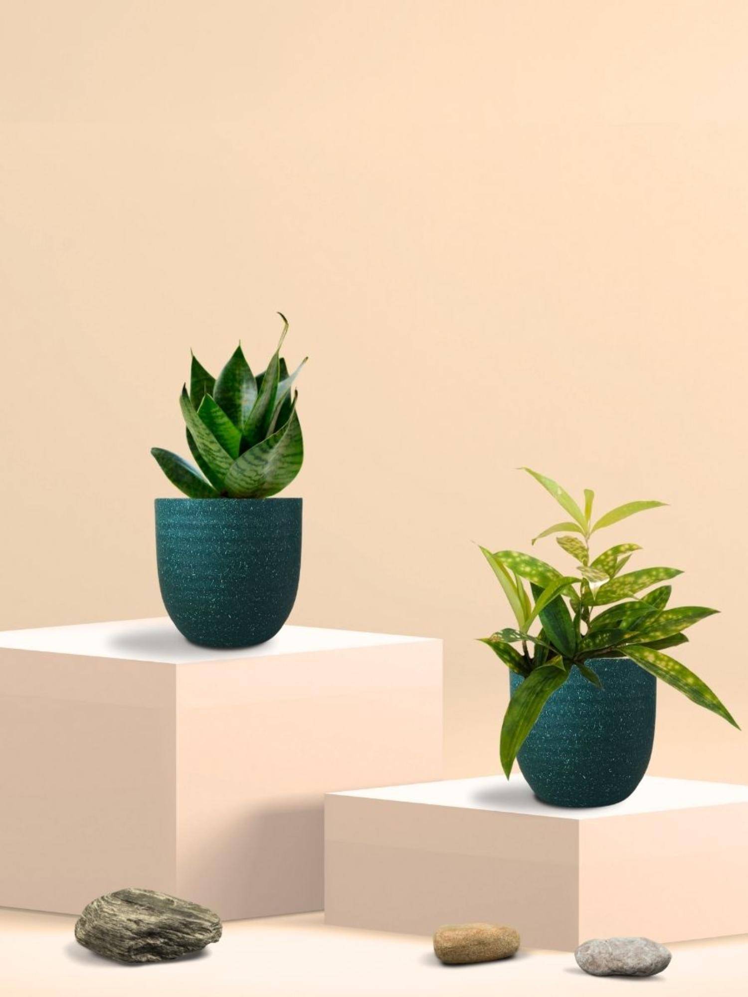 Greenkin Green Snake Plant & Bamboo Dust Plant in Eco Pot (Pack of 2)