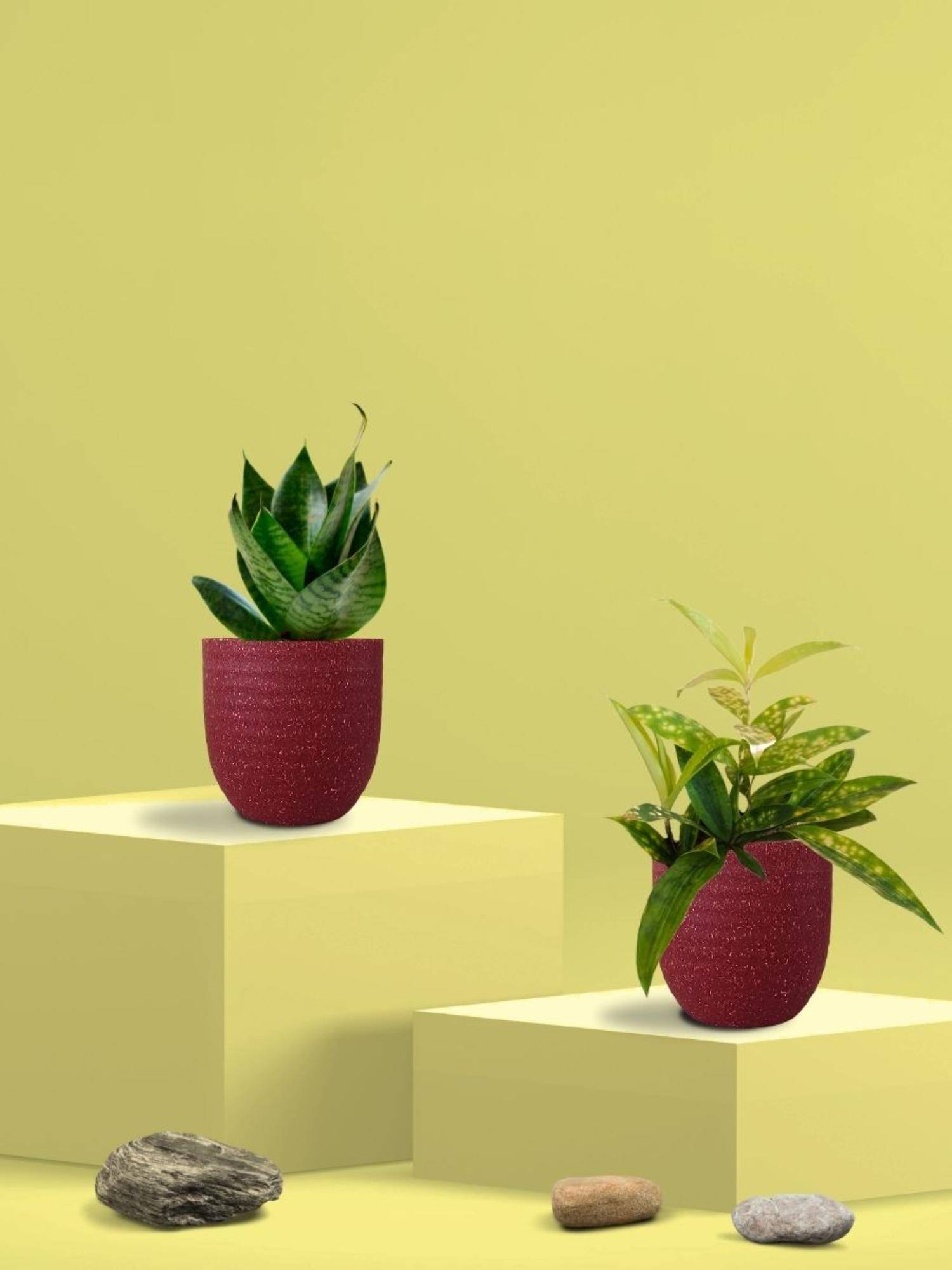 Greenkin Green Snake Plant & Bamboo Dust Plant in Eco Pot (Pack of 2)