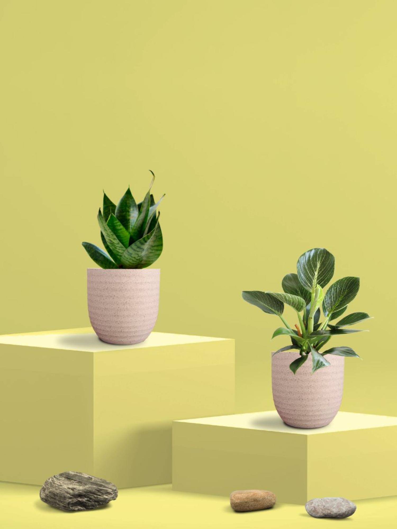 Greenkin Green Snake Plant & Birkin Plant in Eco Pot (Pack of 2)