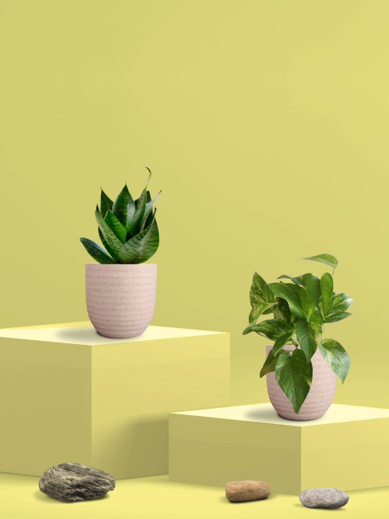 Greenkin Green Snake Plant & Money Plant in Eco Pot (Pack of 2)