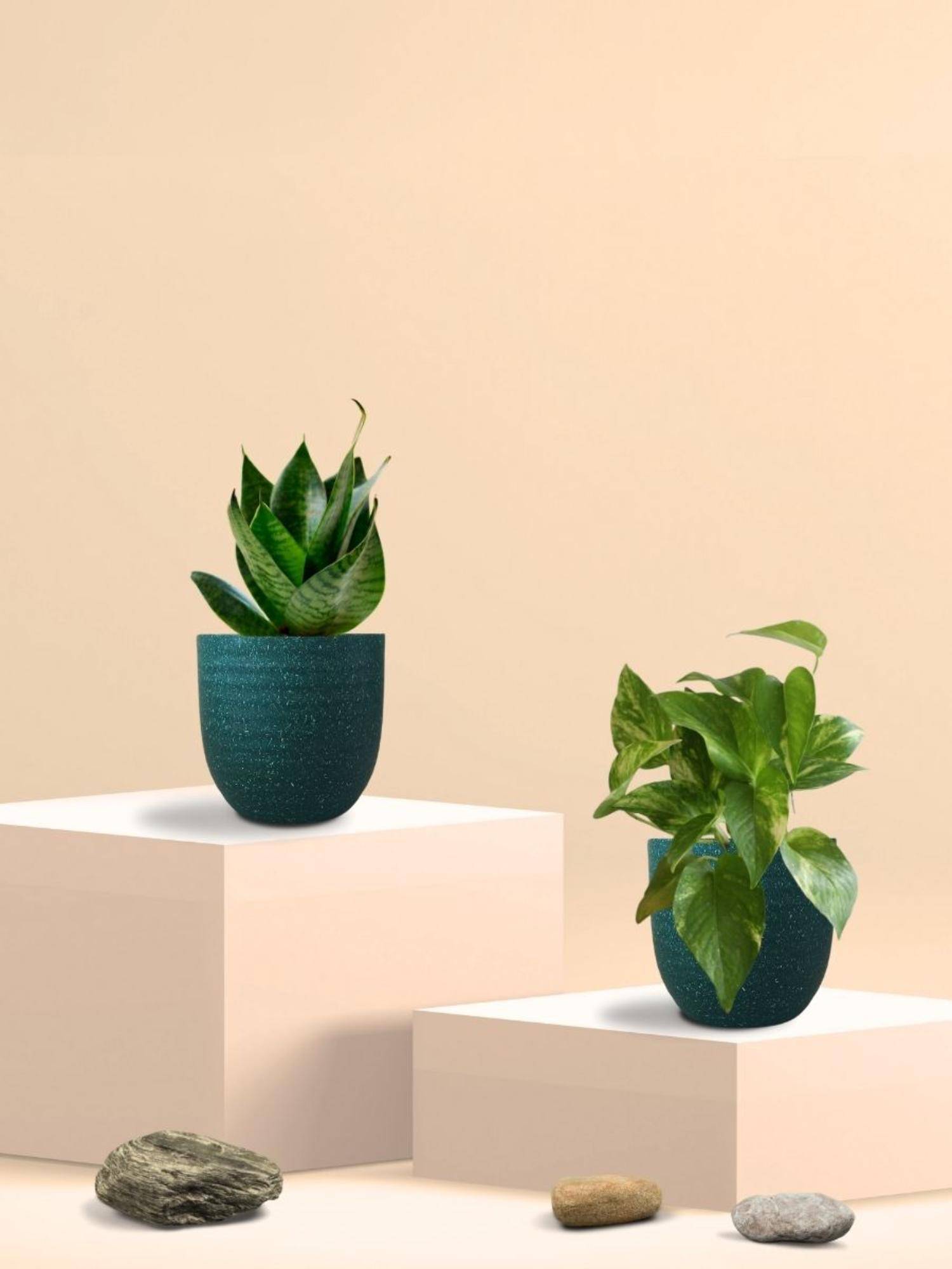 Greenkin Green Snake Plant & Money Plant in Eco Pot (Pack of 2)