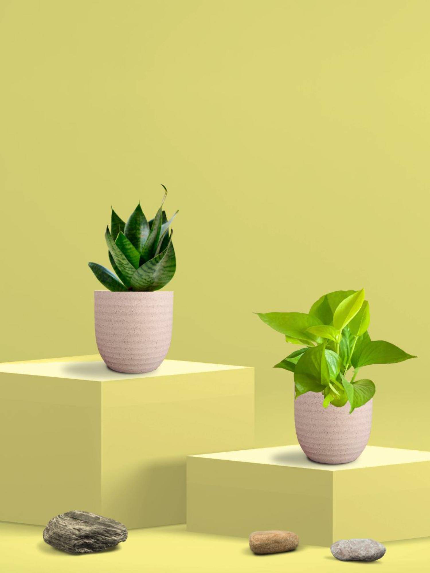 Greenkin Green Snake Plant & Golden Pothos in Eco Pot (Pack of 2)