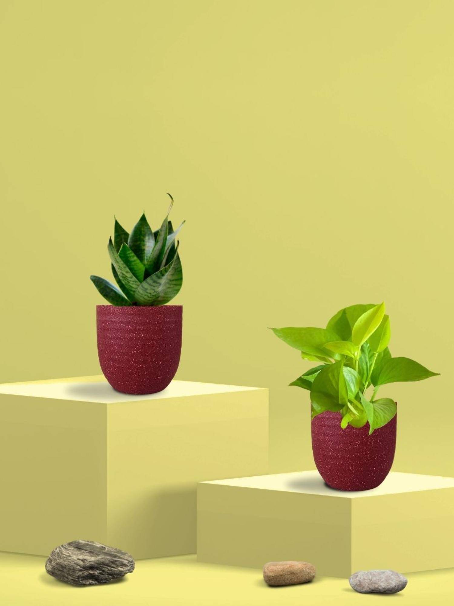 Greenkin Green Snake Plant & Golden Pothos in Eco Pot (Pack of 2)