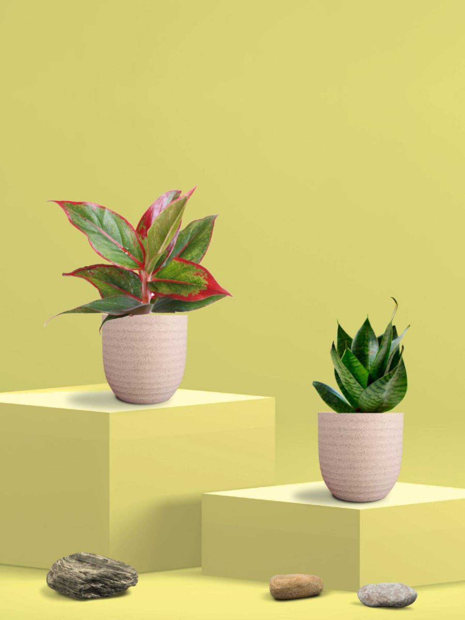 Greenkin Green Snake Plant & Lipstick Plant in Eco Pot (Pack of 2)
