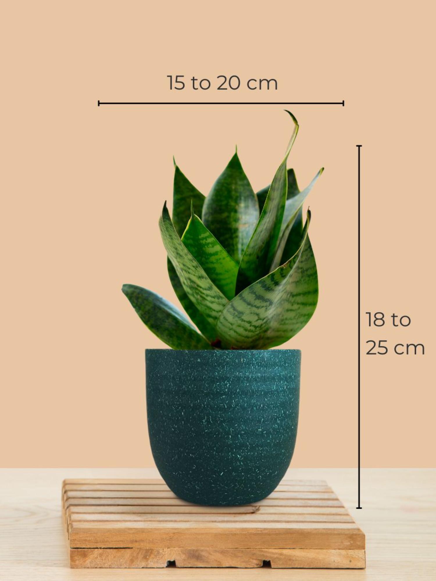 product image4