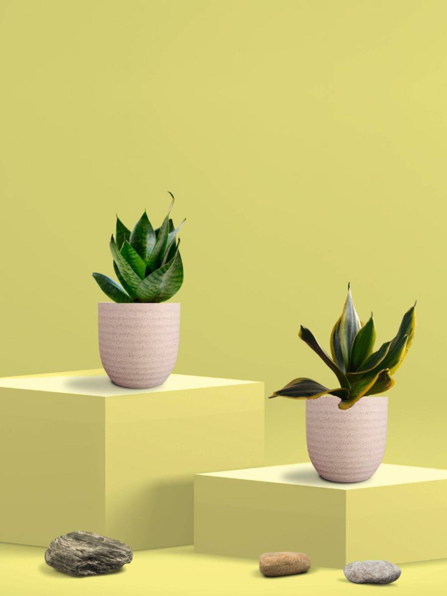 Greenkin Green & Golden Snake Plant in Eco Pot (Pack of 2)