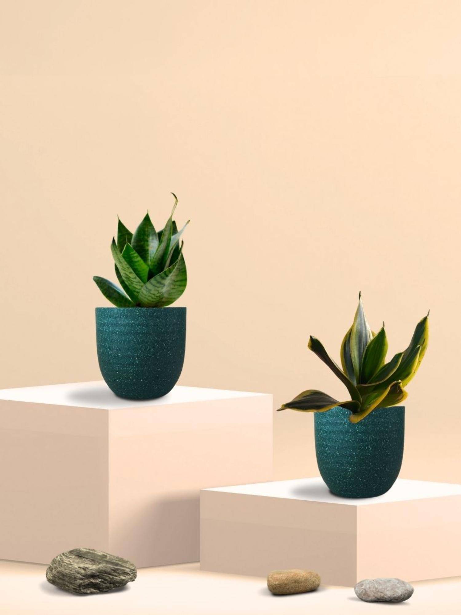 Greenkin Teal & Golden Snake Plant in Eco Pot (Pack of 2)
