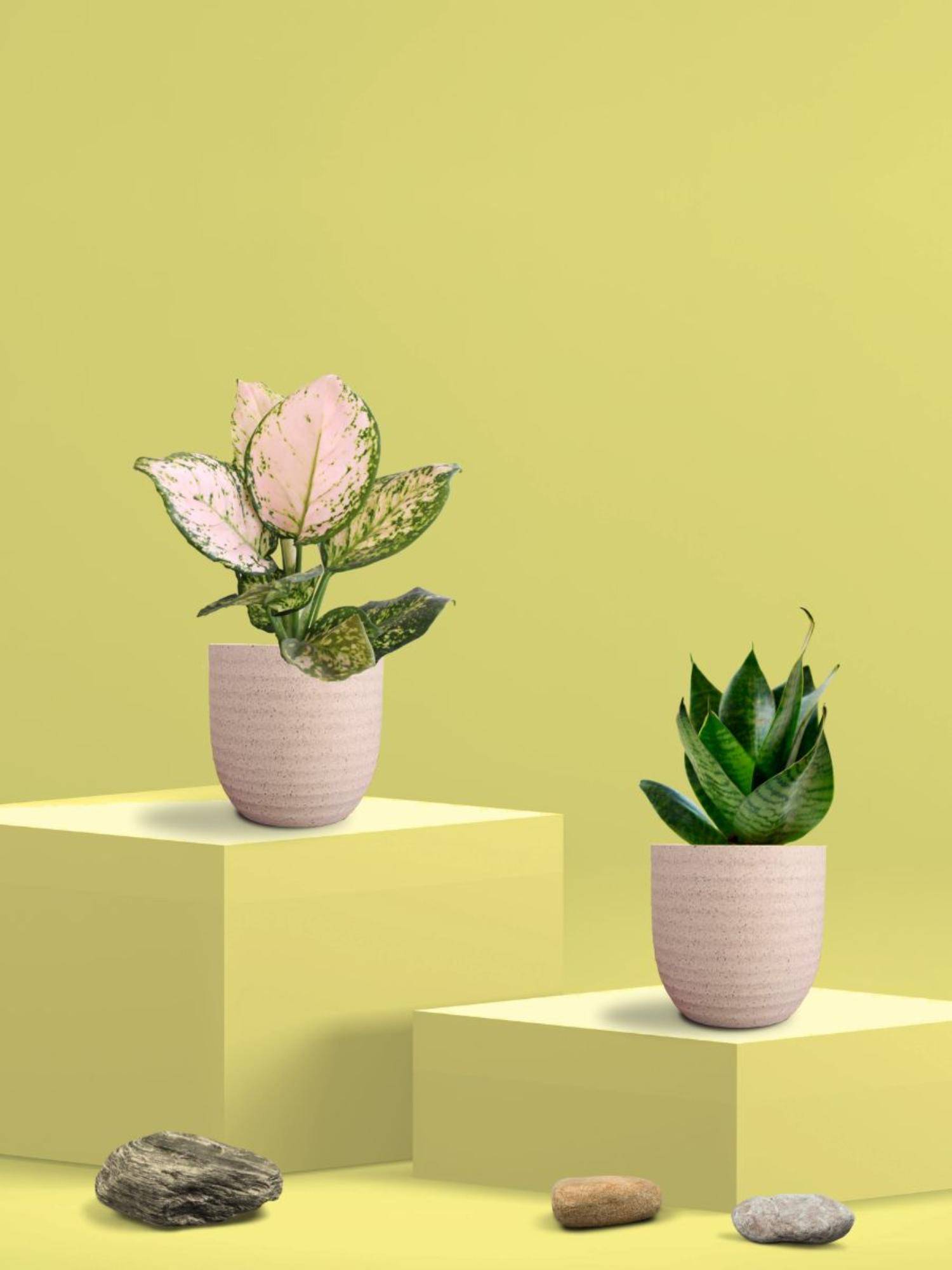 Greenkin Green Snake Plant & Wishes Plant in Eco Pot (Pack of 2)