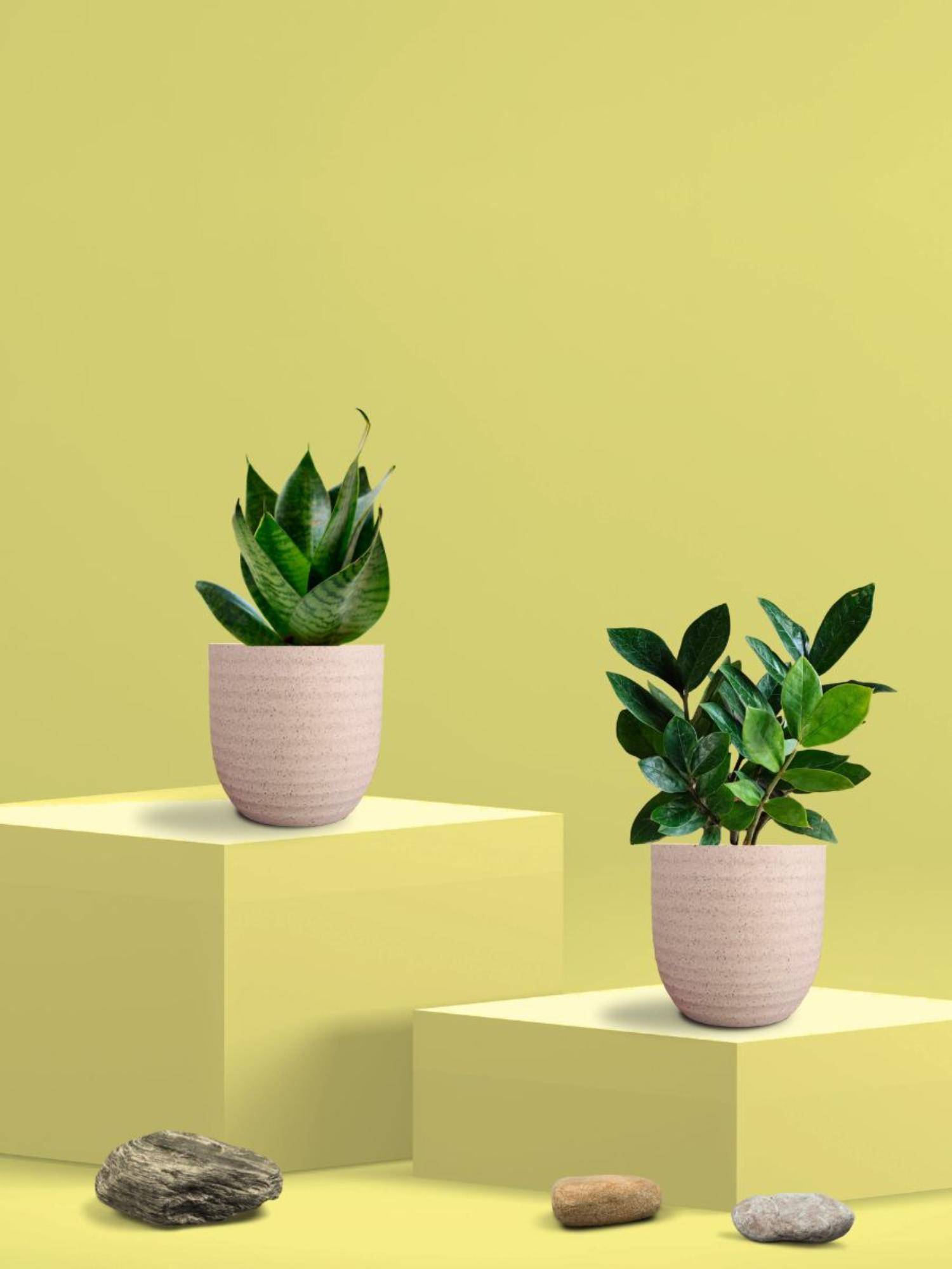 Greenkin Green Snake Plant & Zamia Plant in Eco Pot (Pack of 2)
