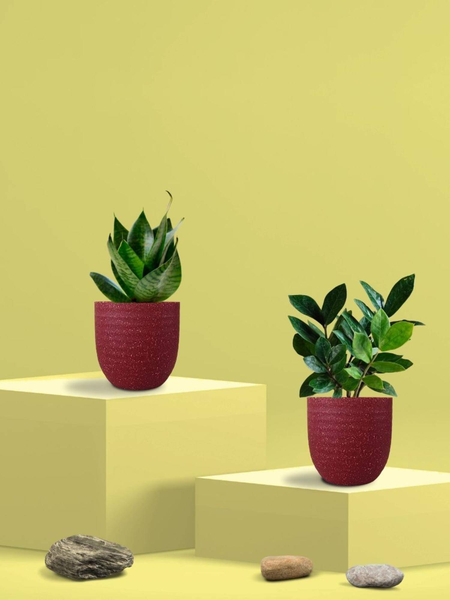 Greenkin Green Snake Plant & Zamia Plant in Eco Pot (Pack of 2)