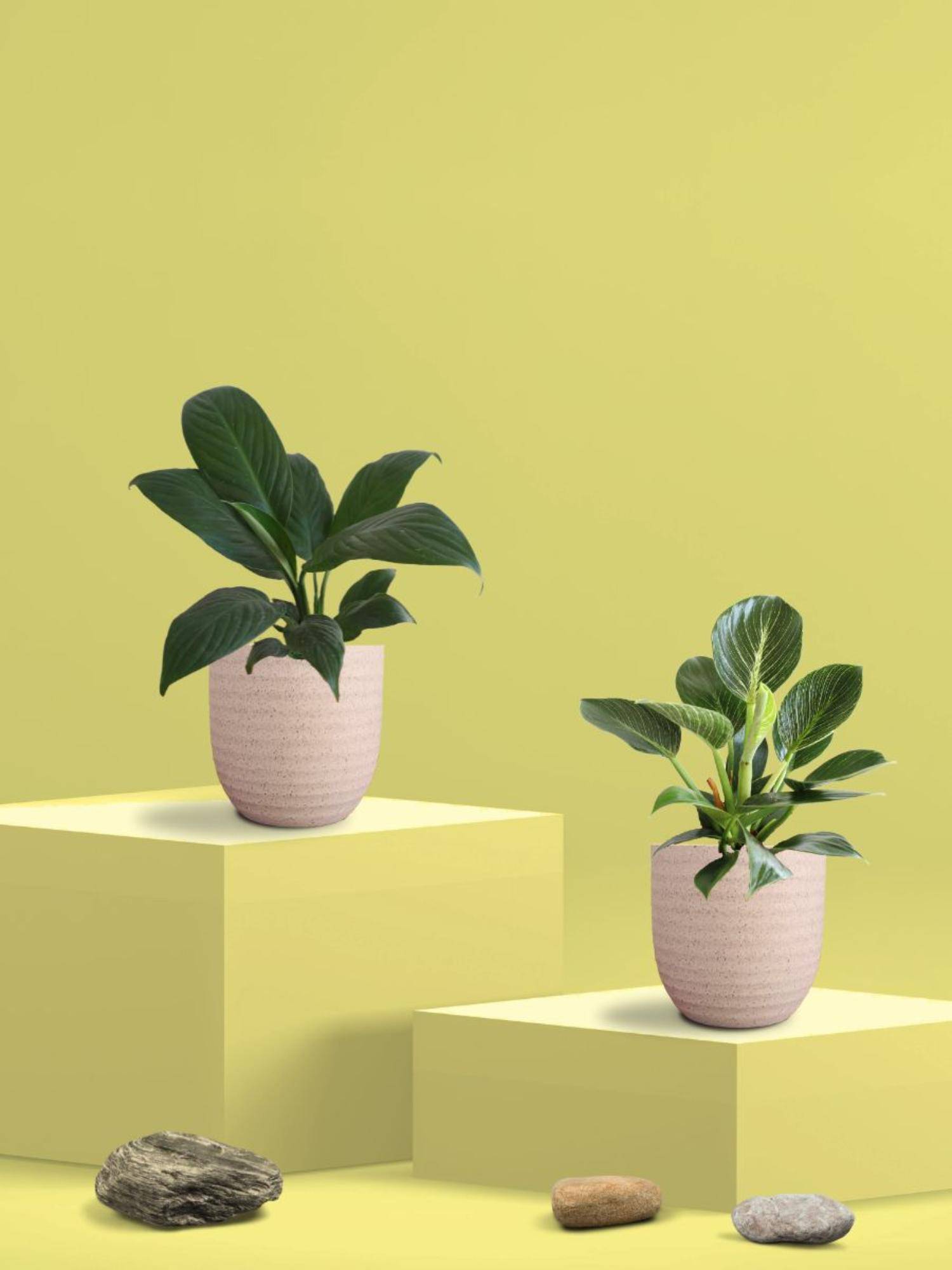 Greenkin Peace Lily Plant and Birkin Plant in Eco Pot (Pack of 2)