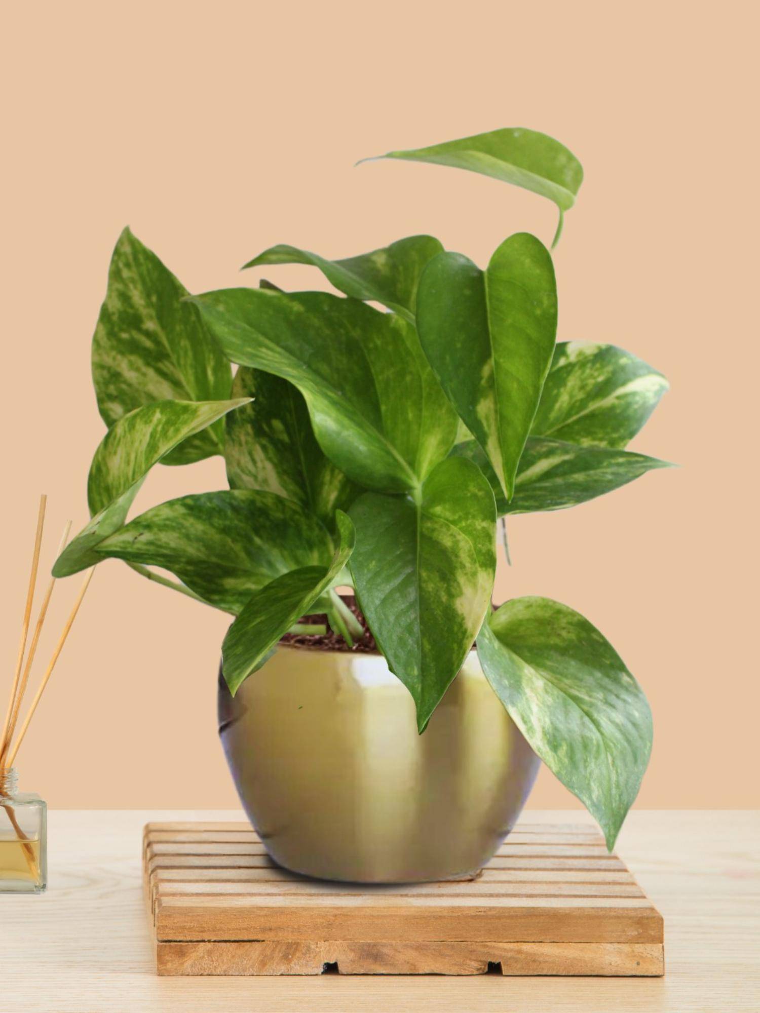 Greenkin Gold King Money Plant In Metal Pot