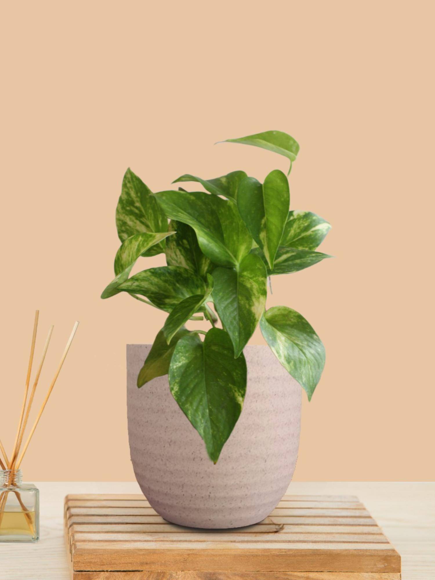 Greenkin Gold King Money Plant In Cream Decor Pot