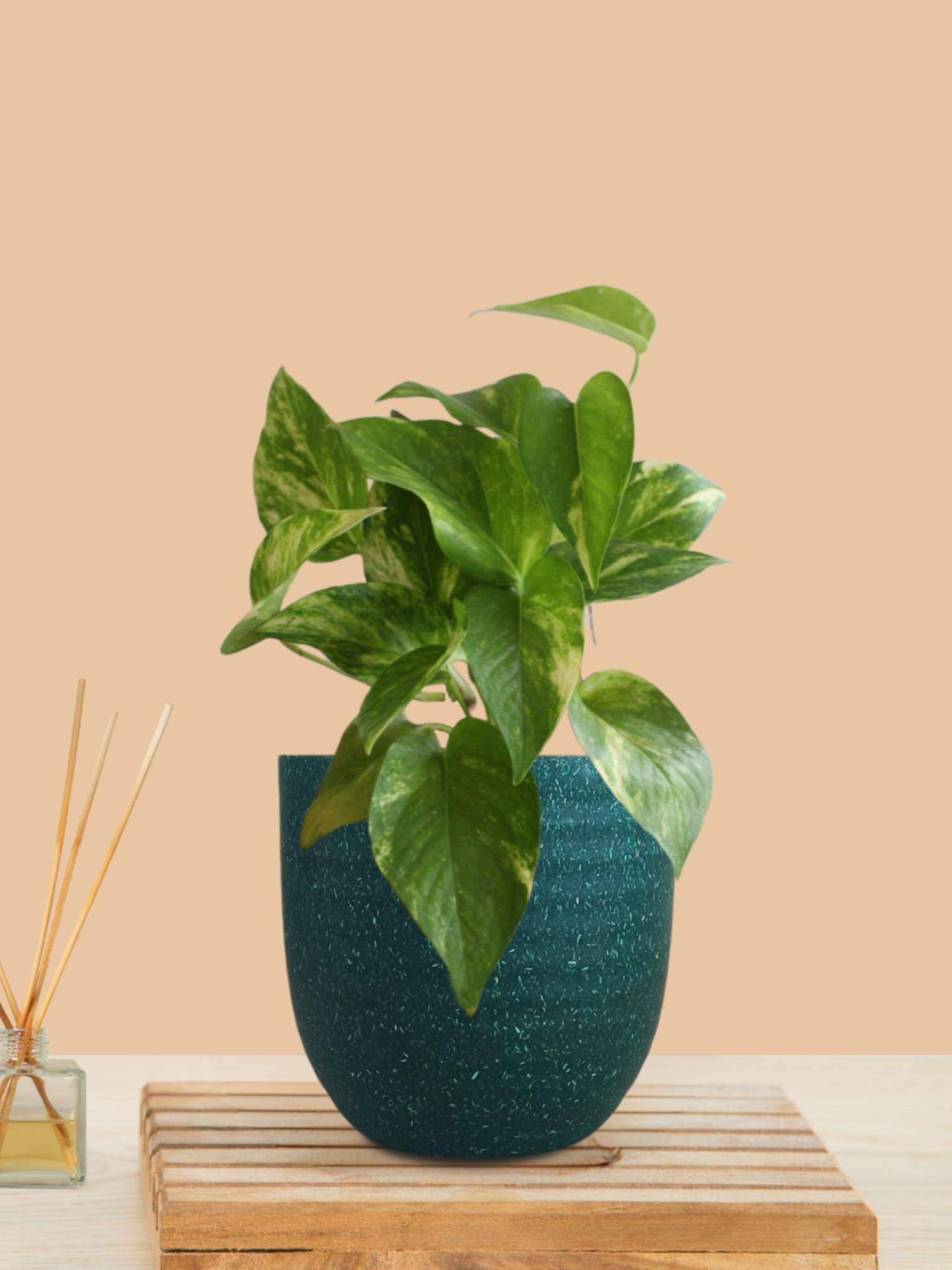 Greenkin Gold King Money Plant In Teal Decor Pot