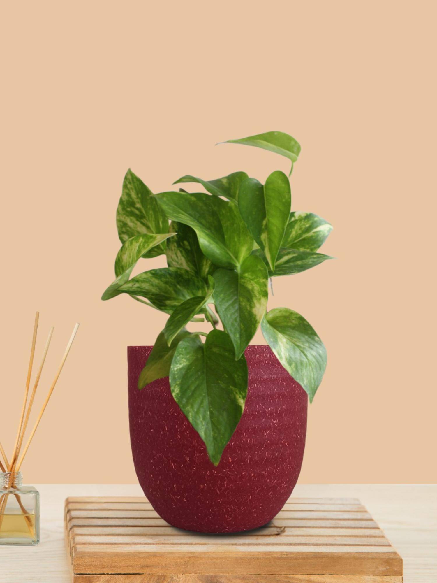 Greenkin Gold King Money Plant In Maroon Decor Pot