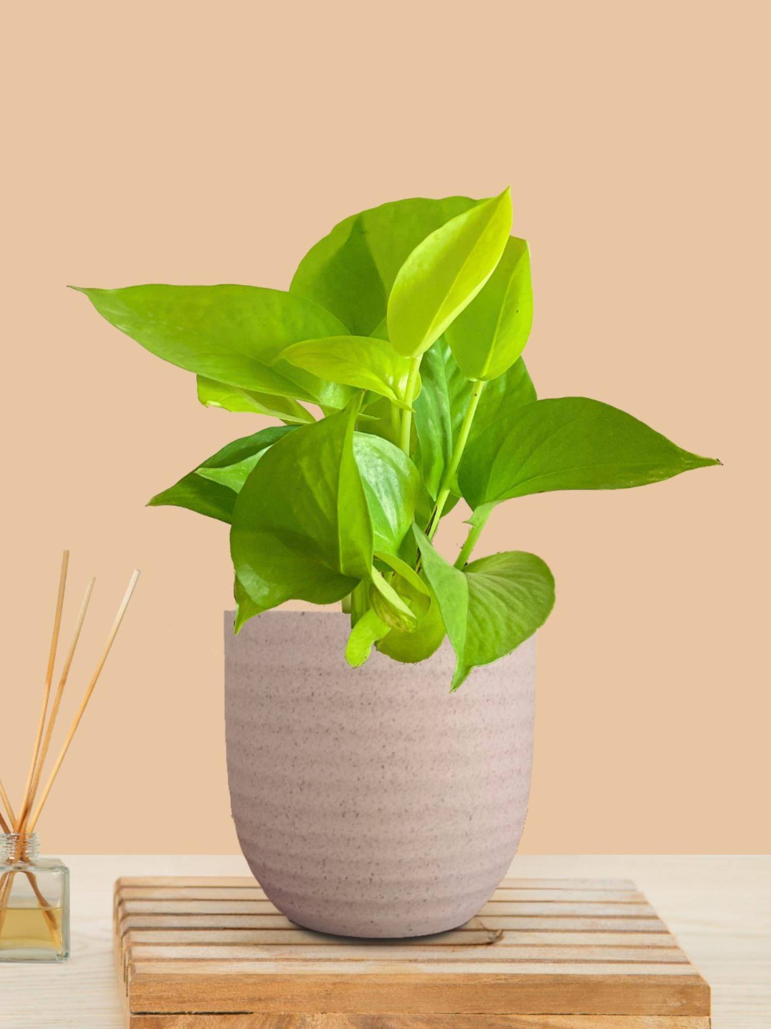 Greenkin Golden Money Plant In Cream Decor Pot
