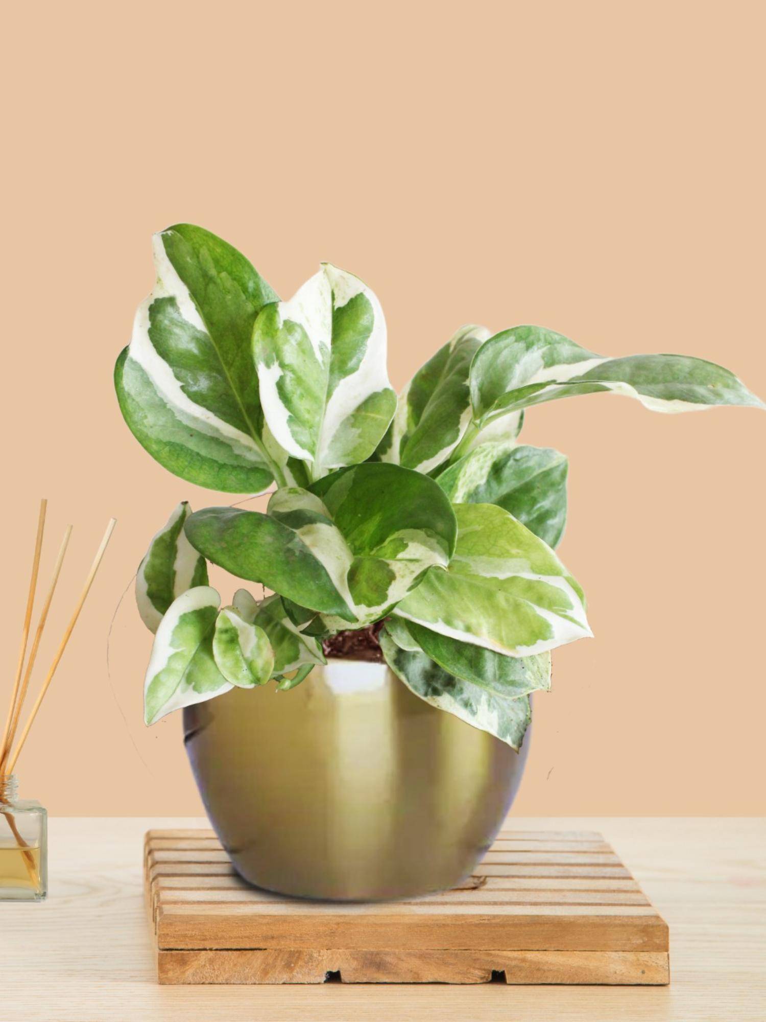 Greenkin Money Plant Njoy In Golden Metal Pot