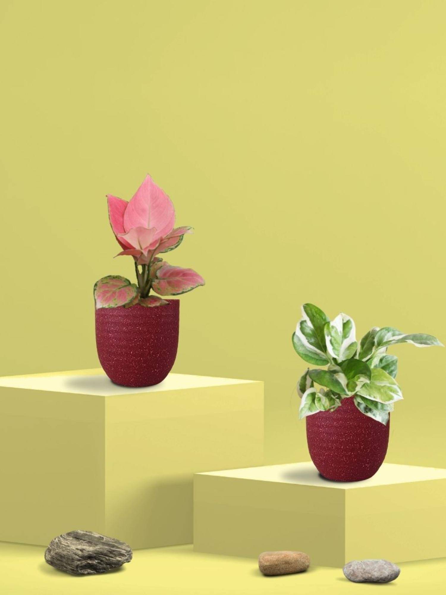 Greenkin Njoy Money Plant & Pink Plant in Eco Pot (Pack of 2)