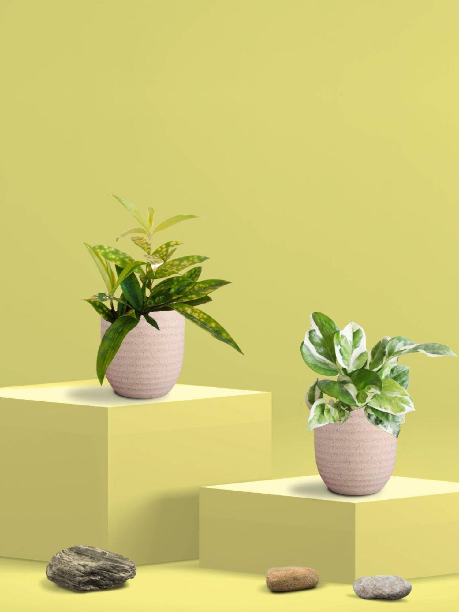 Greenkin Njoy Money Plant & Bamboo Gold Plant in Eco Pot (Pack of 2)