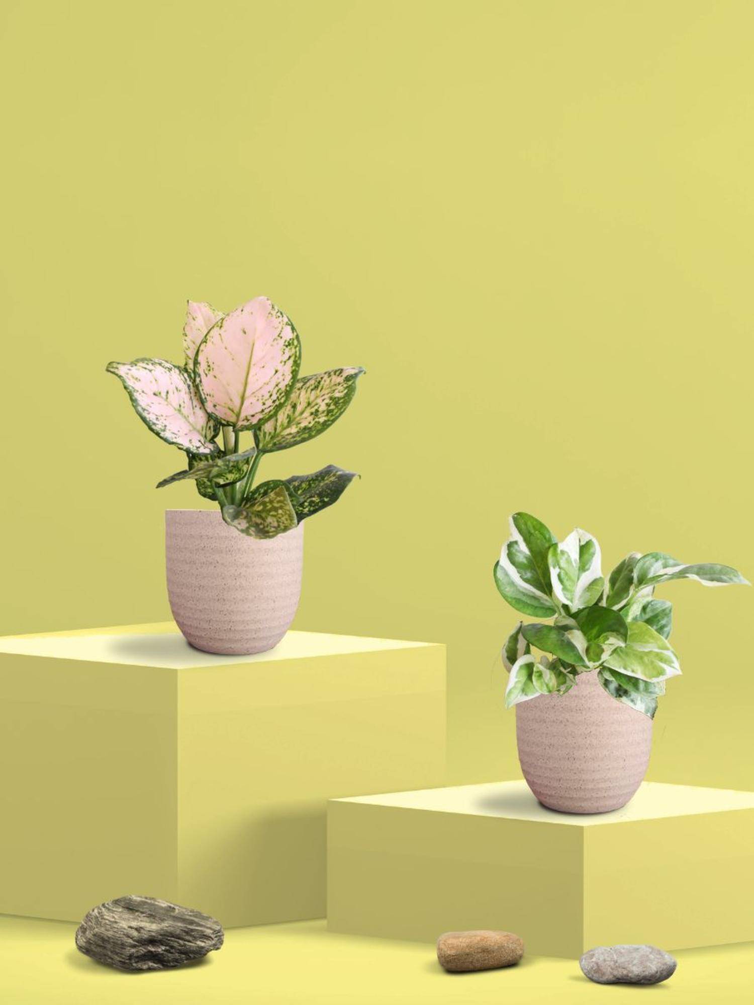 Greenkin Njoy Money Plant & Wishes Plant in Eco Pot (Pack of 2)