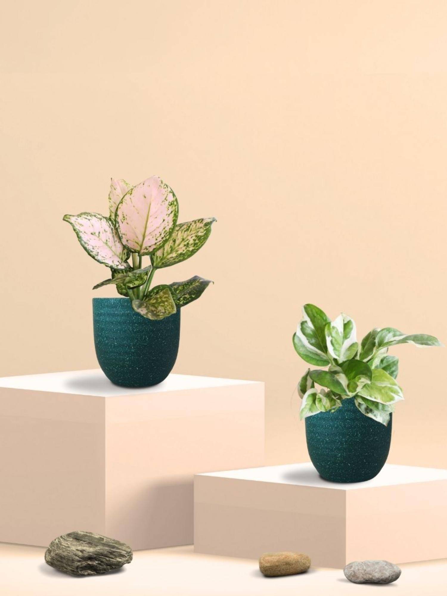 Greenkin Njoy Money Plant & Wishes Plant in Eco Pot (Pack of 2)