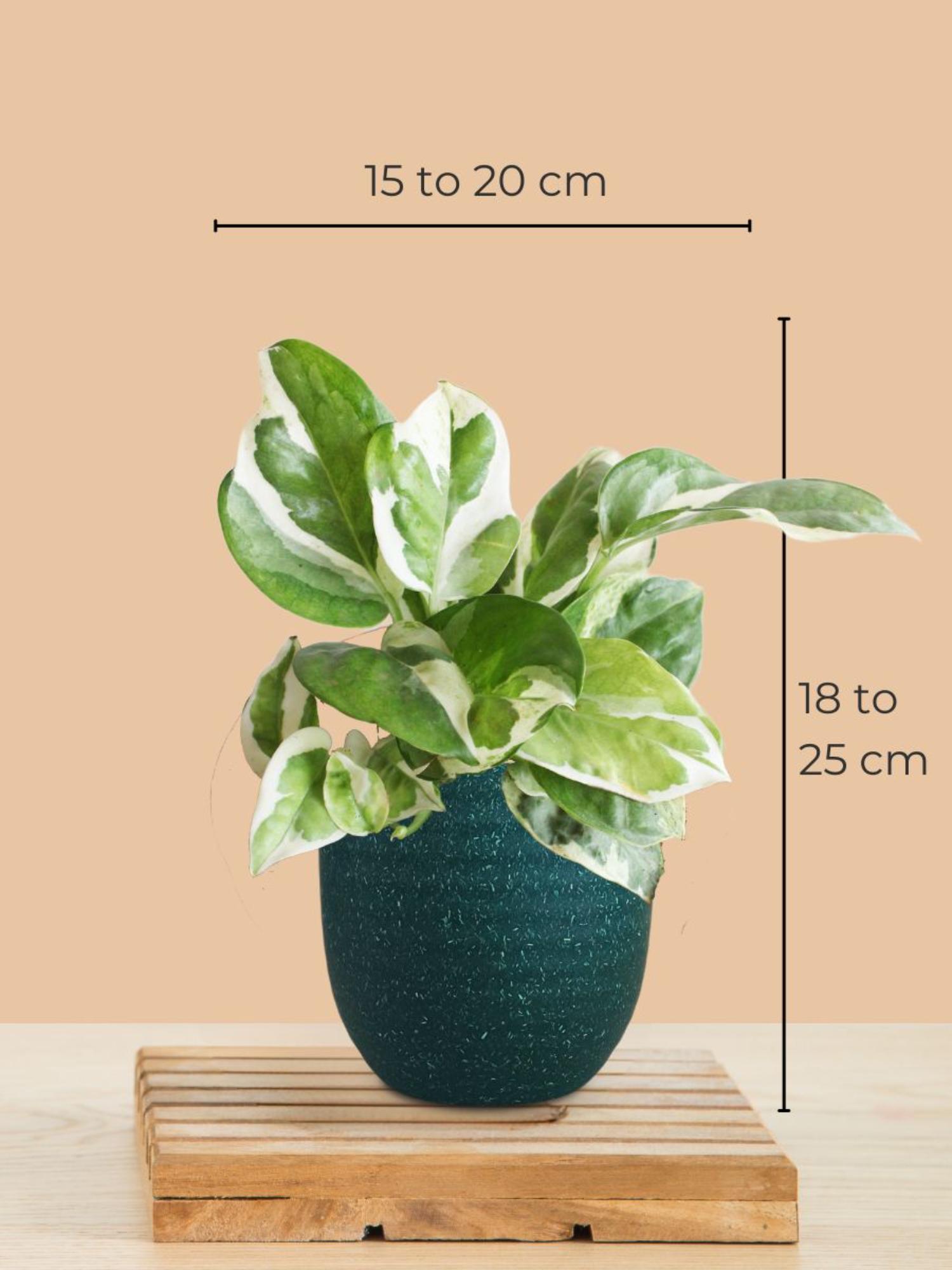 product image4