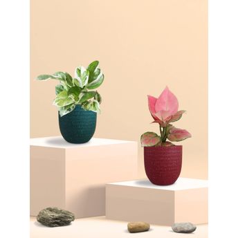 product-image-lens