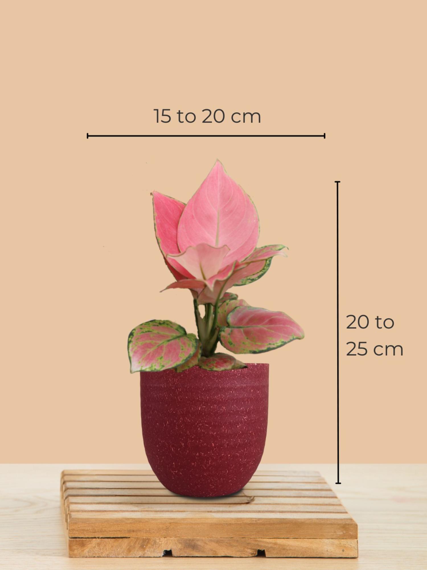 product image3