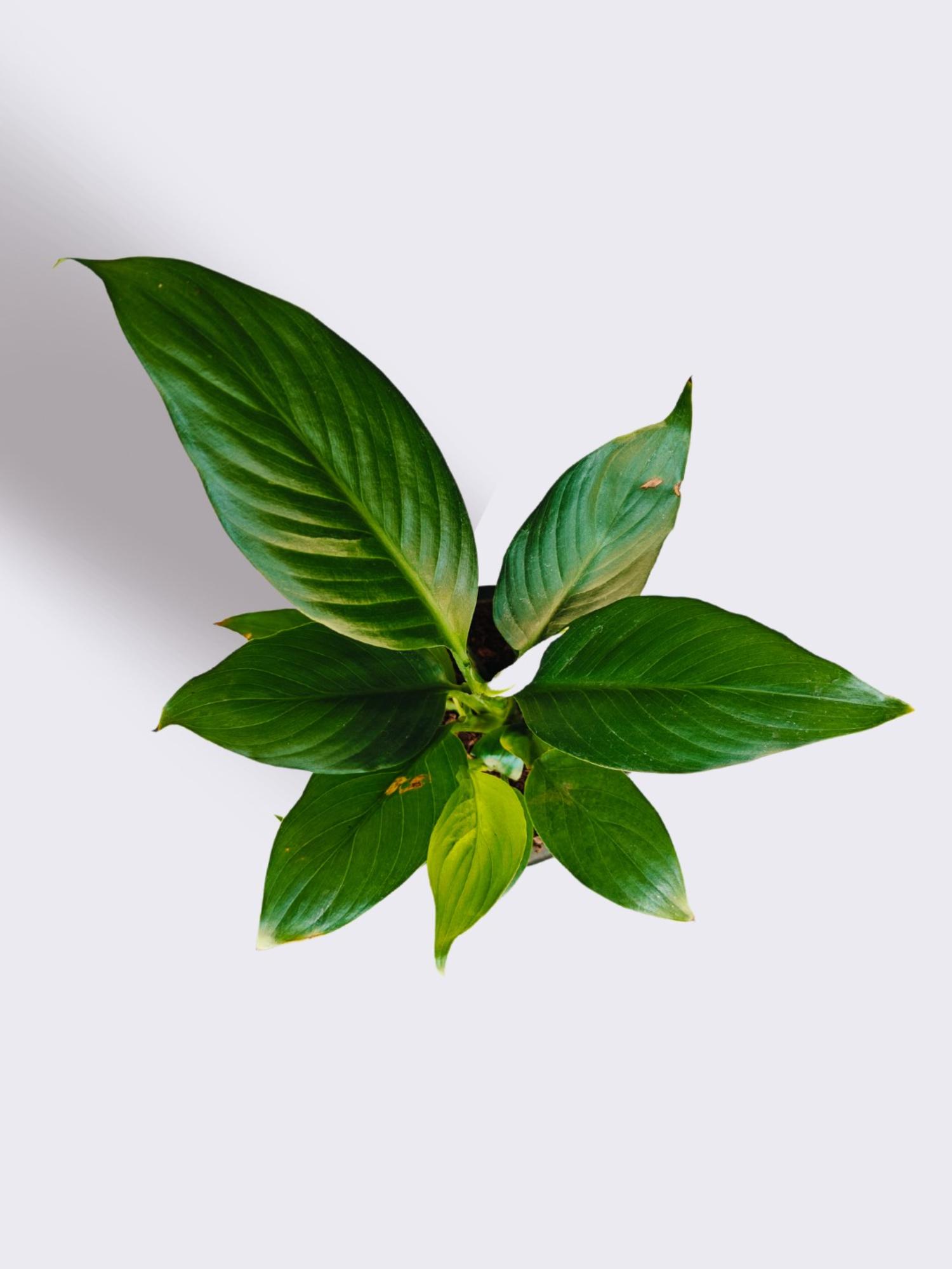product image5