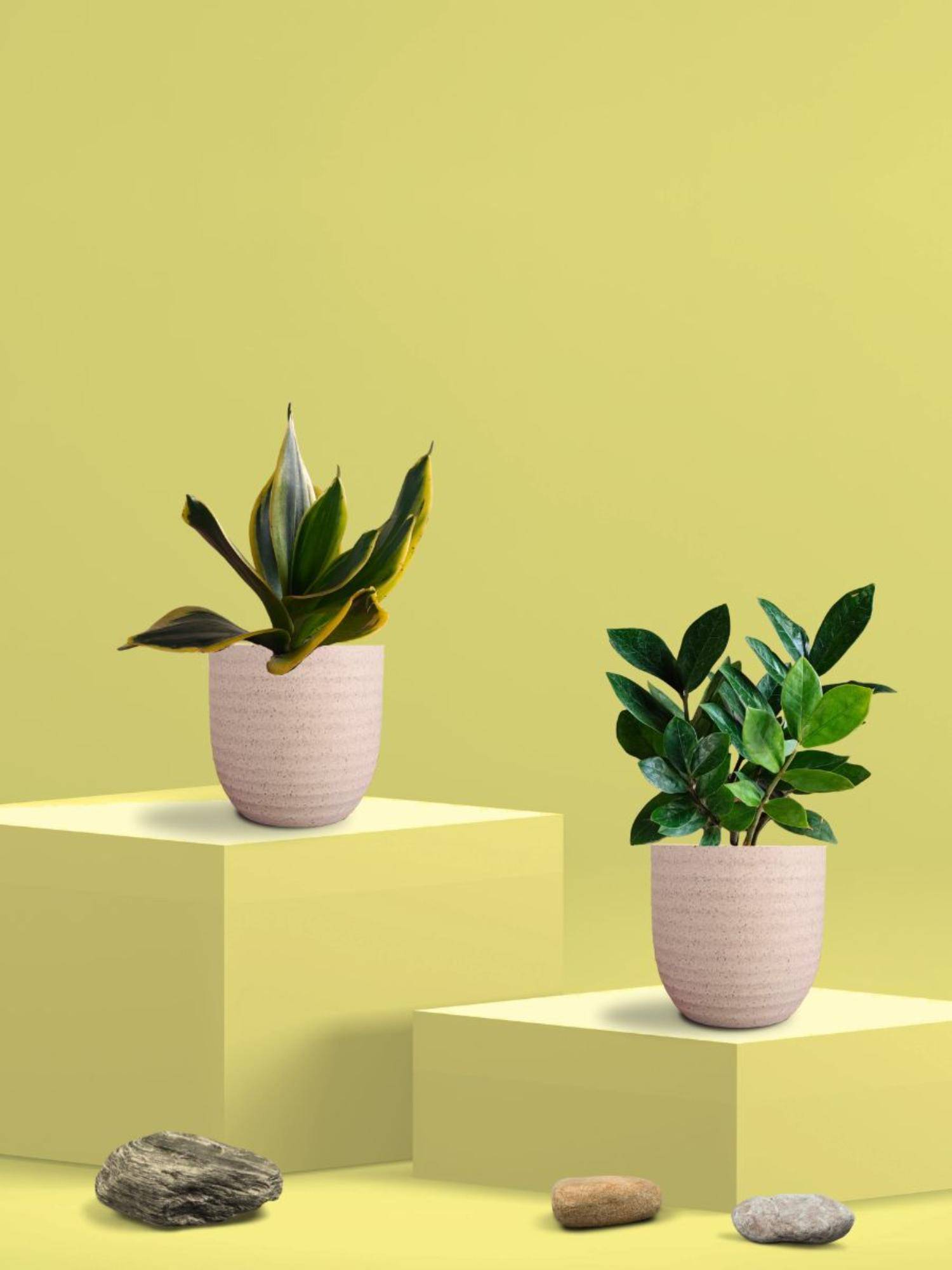 Greenkin Golden Snake Plant & Bamboo Dust Plant in Eco Pot (Pack of 2)