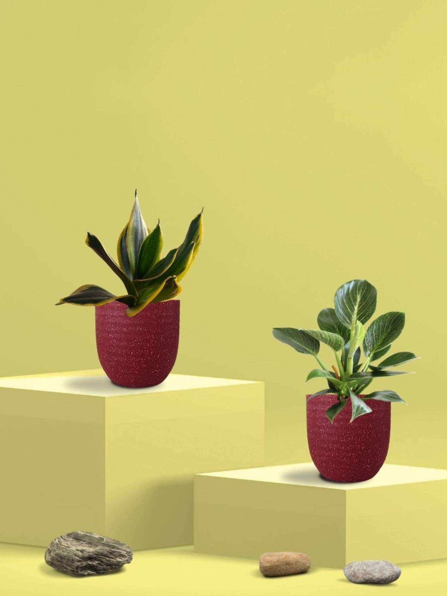 Greenkin Golden Snake Plant & Birkin Plant in Eco Pot (Pack of 2)