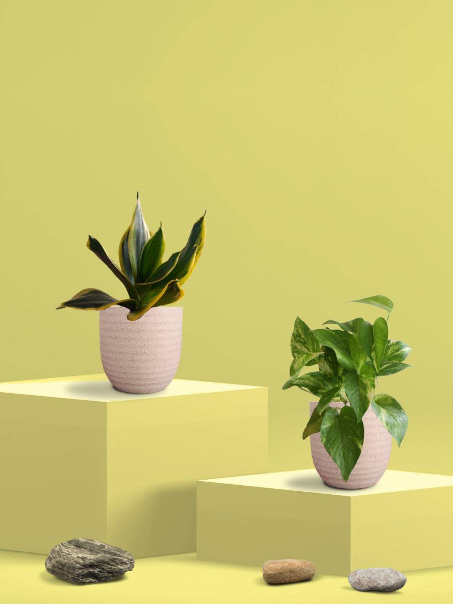 Greenkin Golden Snake Plant & Money Plant in Eco Pot (Pack of 2)