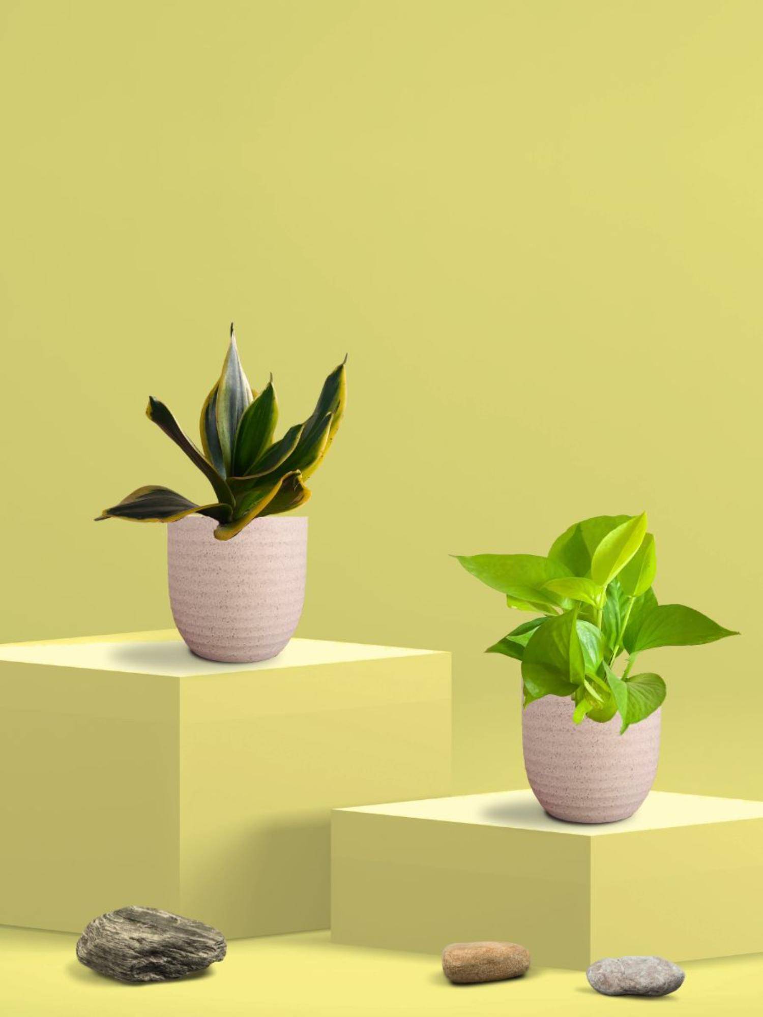 Greenkin Golden Snake Plant & Golden Pothos in Eco Pot (Pack of 2)
